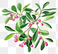 PNG Mistletoe art watercolor vibrant.