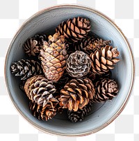 PNG Pine cones bowl nature-inspired decoration.