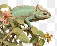 PNG Chameleon reptile drawing animal.