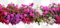 PNG Flower bushes nature border outdoors blossom purple.