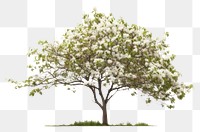 PNG Dogwood flower plant tree. 