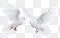 PNG Graceful white doves in flight