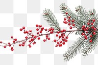 PNG  Christmas branch plant tree white background.