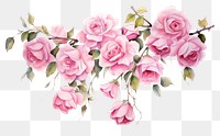 PNG Pink roses pattern flower nature.