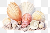 PNG Sea shells seashell nature clam.