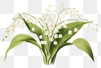 PNG  Botanical illustration lily of valley flower plant white.