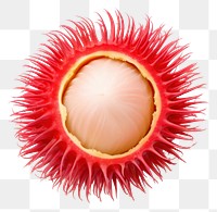 PNG Rambutan durian fruit plant. AI generated Image by rawpixel.