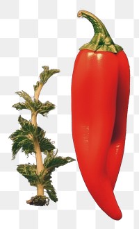 PNG Collage Retro dreamy Giant Chilli vegetable astronomy plant.