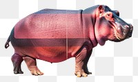 PNG Collage Retro dreamy hippopotamus animal mammal pig.
