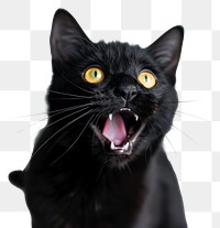 PNG  Cat act like shocking animal mammal black.
