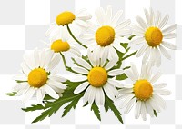 PNG Chamomile flower daisy plant