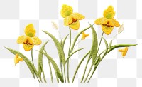 PNG  Doffodil in embroidery style daffodil flower petal.