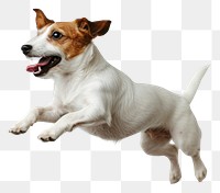 PNG  Jack russell terrier jumping mammal animal.
