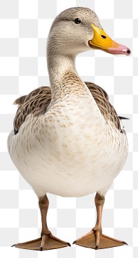 PNG Duck animal goose white. 