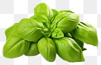 PNG Fresh green organic basil leaves vegetable plant herbs. AI generated Image by rawpixel.