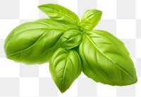 PNG Fresh green organic basil leaf plant herbs food. AI generated Image by rawpixel.