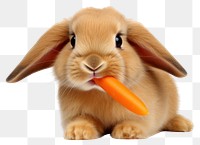 PNG Holland lop rabbit eatting carrot animal mammal rodent. AI generated Image by rawpixel.