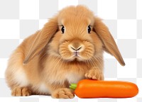 PNG Holland lop rabbit eatting carrot vegetable mammal animal. AI generated Image by rawpixel.