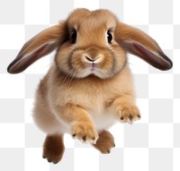 PNG Holland lop rabbit jumping mammal animal rodent. 