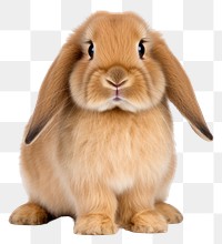 PNG Holland lop rabbit sitting mammal animal rodent. 