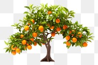 PNG  Orange Tree tree grapefruit bonsai. 