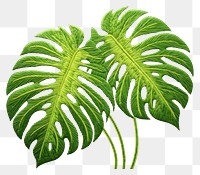 PNG  Monstera in embroidery style plant green leaf.