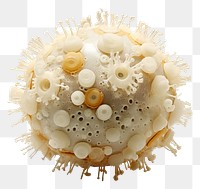 PNG  Spherical Bacteria white microbiology invertebrate. AI generated Image by rawpixel.