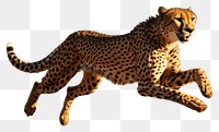 PNG Cheetah running wildlife animal mammal. AI generated Image by rawpixel.