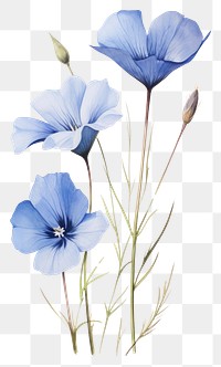 PNG  Blue flax flower petal plant