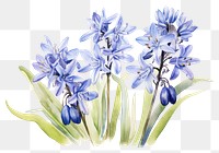 PNG  Blue scilla siberica blossom flower plant. AI generated Image by rawpixel.