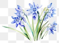PNG  Blue scilla siberica blossom flower plant. AI generated Image by rawpixel.