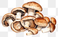 PNG  Mushroom fungus white background agaricaceae. AI generated Image by rawpixel.