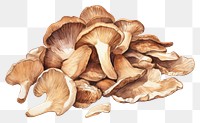PNG  Dried mushrooms fungus white background matsutake. AI generated Image by rawpixel.