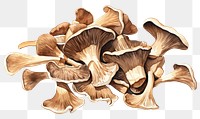 PNG Dried mushrooms fungus white background vegetable. AI generated Image by rawpixel.