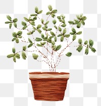 PNG Embroidery of potted plant bonsai leaf houseplant.