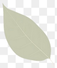 PNG  Leaf plant white background nature. AI generated Image by rawpixel.