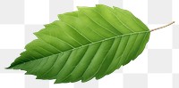 PNG  Leaf plant tree white background. AI generated Image by rawpixel.