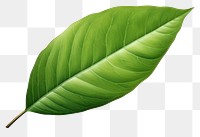 PNG  Leaf plant freshness nature. AI generated Image by rawpixel.