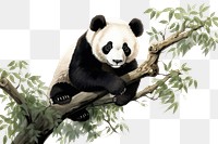 PNG  Panda climbing tree wildlife animal mammal.
