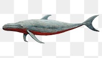 PNG Modern art of a whale painting animal mammal.