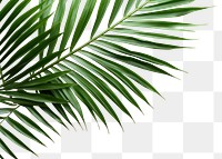 PNG Palm leaves backgrounds plant leaf. 