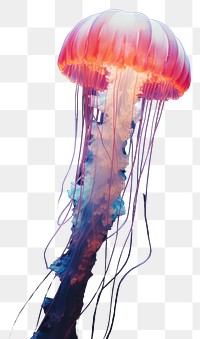 PNG  Retro photography of a jellyfish in space animal invertebrate zooplankton.