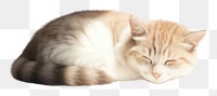 PNG Baby cute cat sleep animal mammal kitten