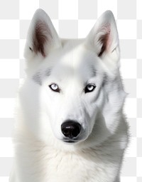 PNG Cute siberian husky mammal animal white. AI generated Image by rawpixel.
