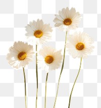 PNG Daisy flower petal plant. AI generated Image by rawpixel.