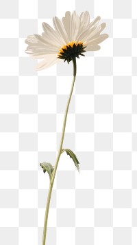PNG Daisy flower shadow petal. 