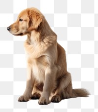 PNG Cute golden retriever mammal animal puppy. AI generated Image by rawpixel.