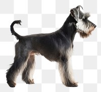PNG Schnauzer terrier animal mammal. AI generated Image by rawpixel.