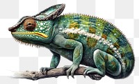 PNG Chameleo reptile drawing animal. 