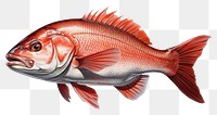 PNG Seafood animal fish goldfish. AI generated Image by rawpixel.